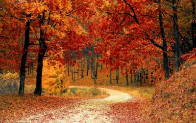 Fall Events in the Woodforest Community